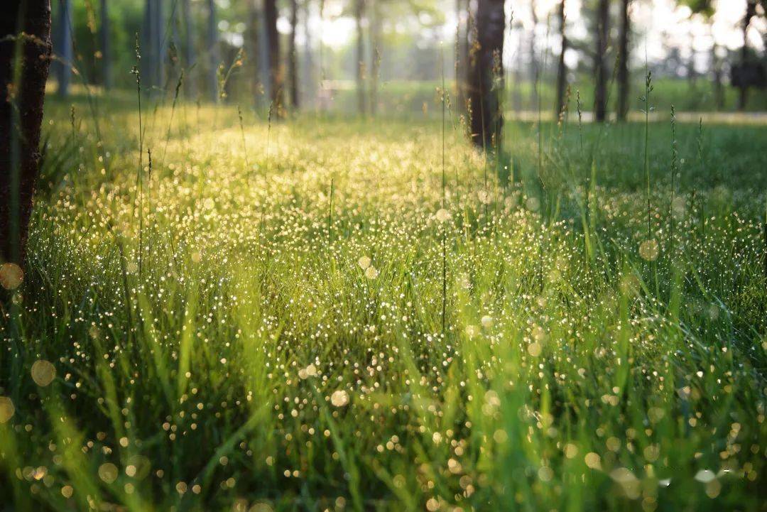 生活丨夏日清晨