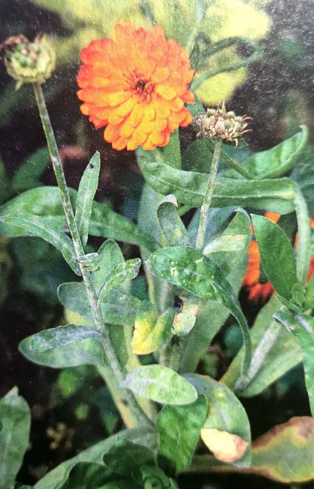 平日里,尽量保持叶面干燥,因为潮湿的叶子极易得霜霉病.