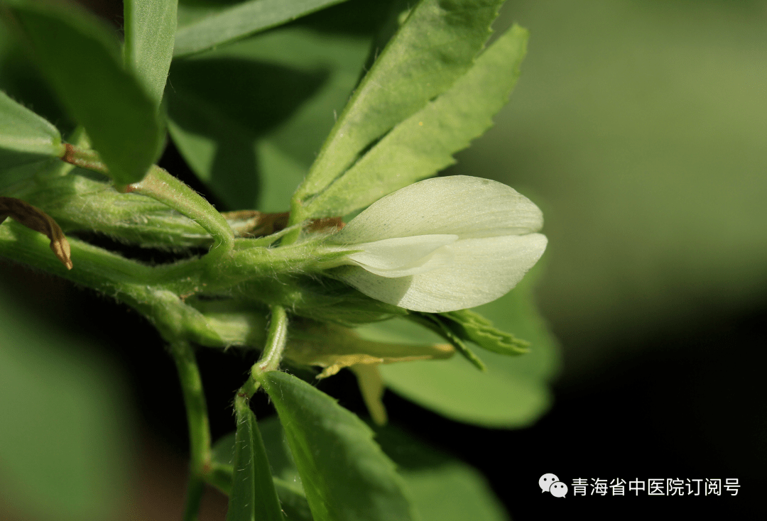 【乡味】青海馍馍里的"香豆"有这么多好处,您挖清不?