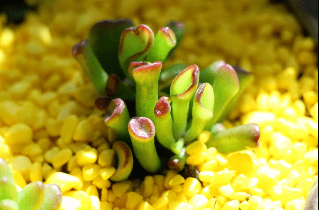 200种常见多肉植物(绿植花卉图片大全及花名)