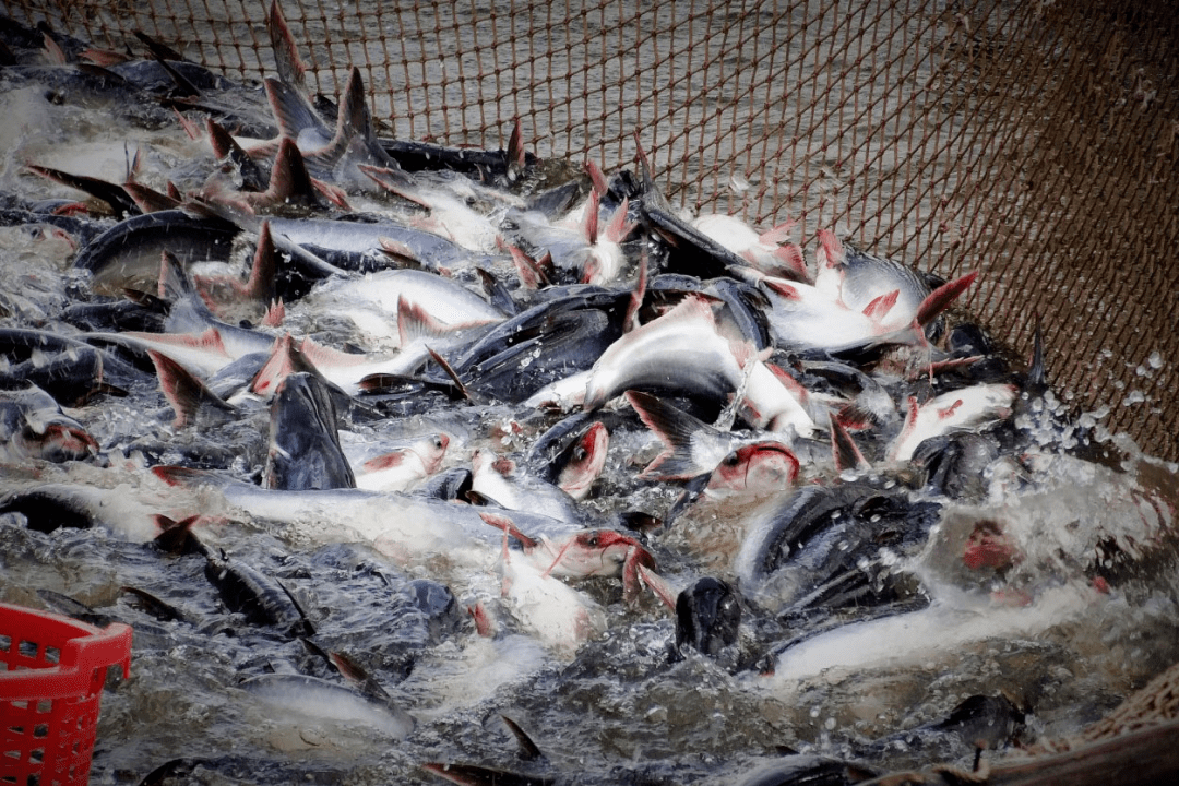 暴跌有企业收鱼巨亏200万养户也要哭晕又一条明星鱼跌破成本价后市很