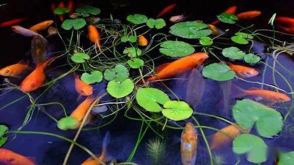 端午節祝安康!這些賞魚養魚趣事瞭解下