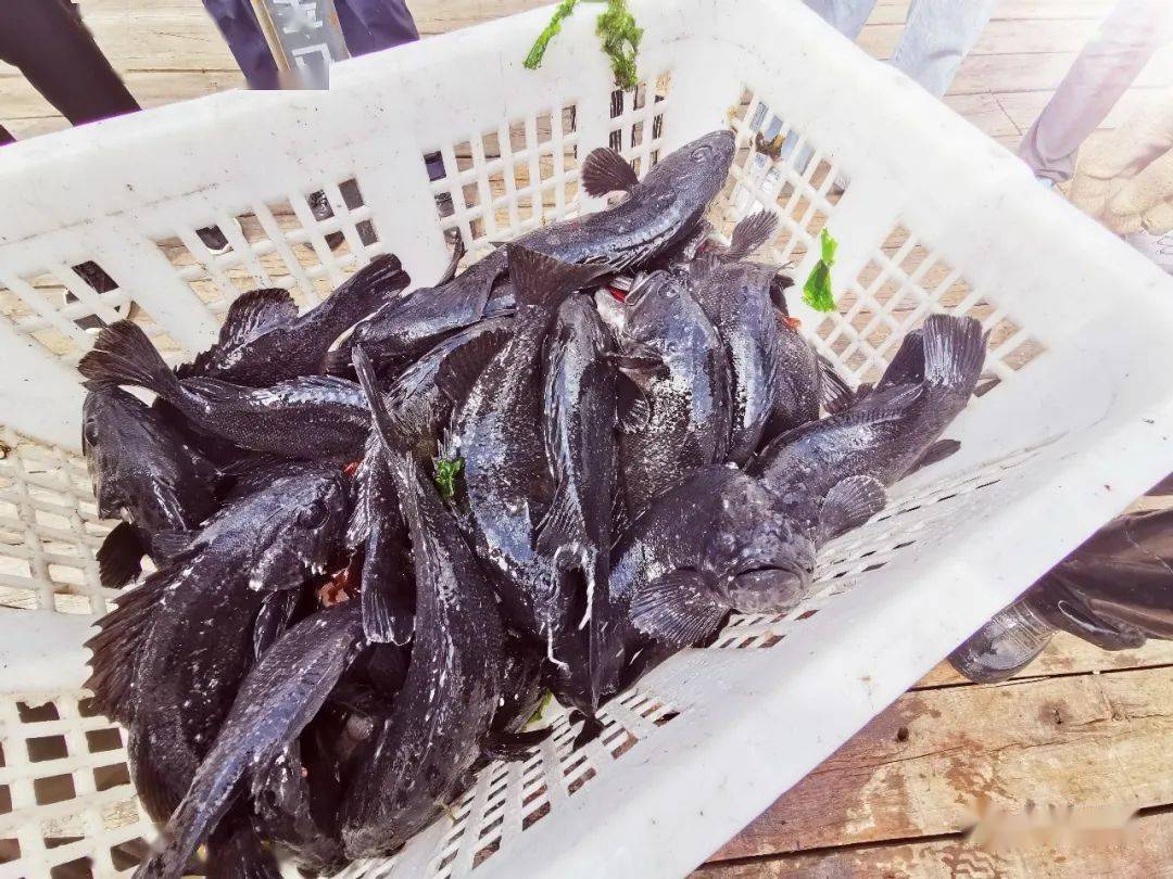 266元鱼老板随喜:3,441元实付:91,825元79螃蟹带籽小花盖蟹:265斤