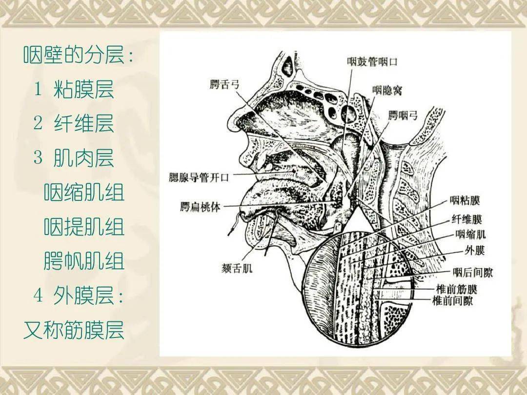梨窝状咽喉解剖彩图图片