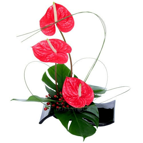 如兰分享插花欣赏红掌2