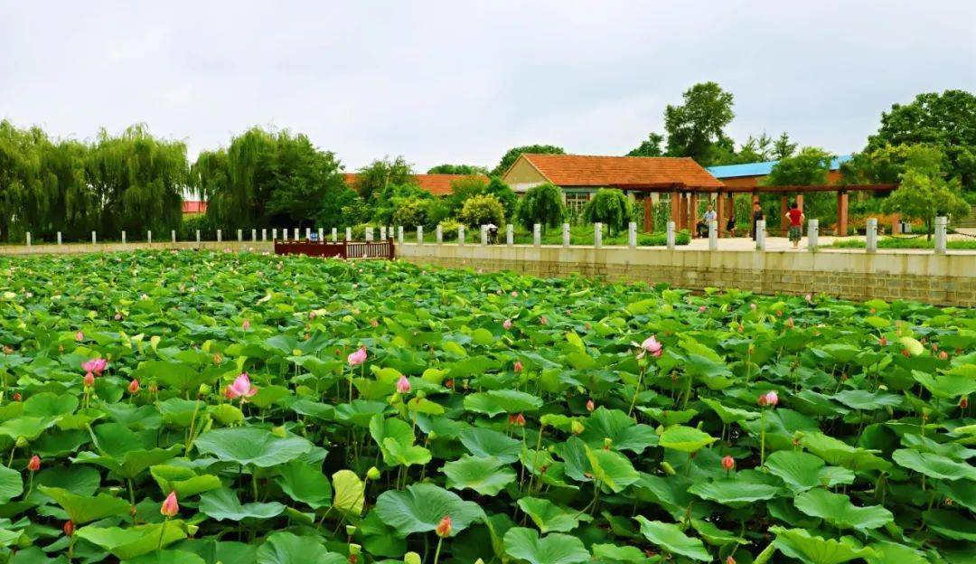 国家级媒体平台直播关注庄河答案来啦