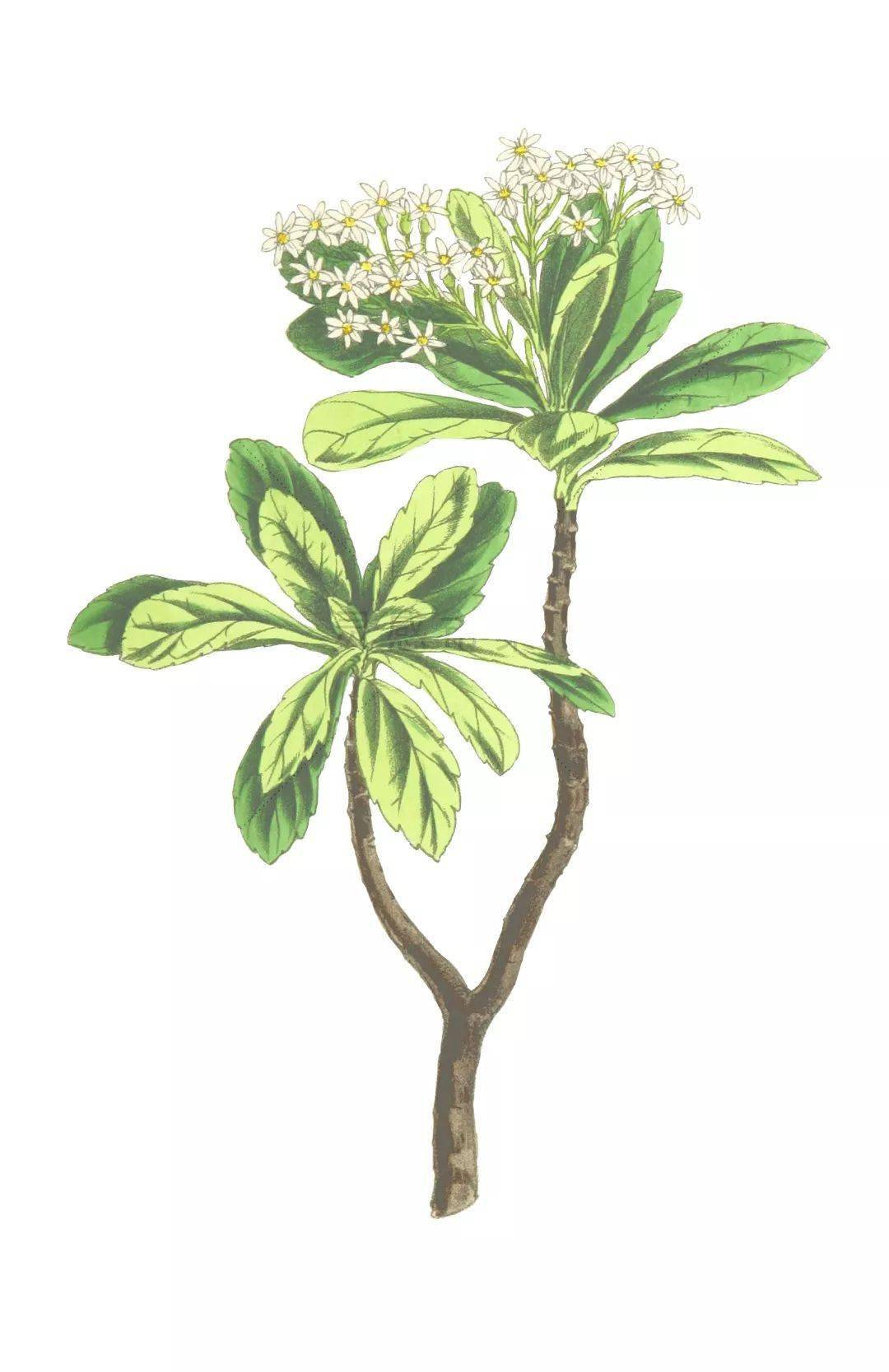 你要的拼贴风植物素材都在这里内附57组拼贴植物