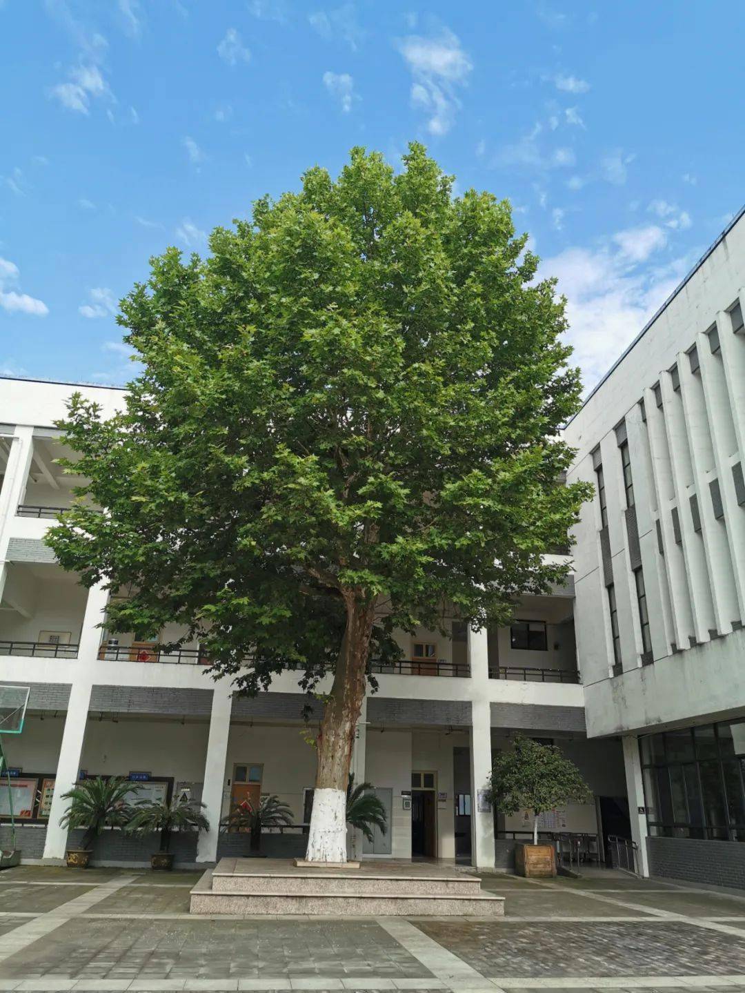 义乌市田心小学2020年一年级招生现场确认须知