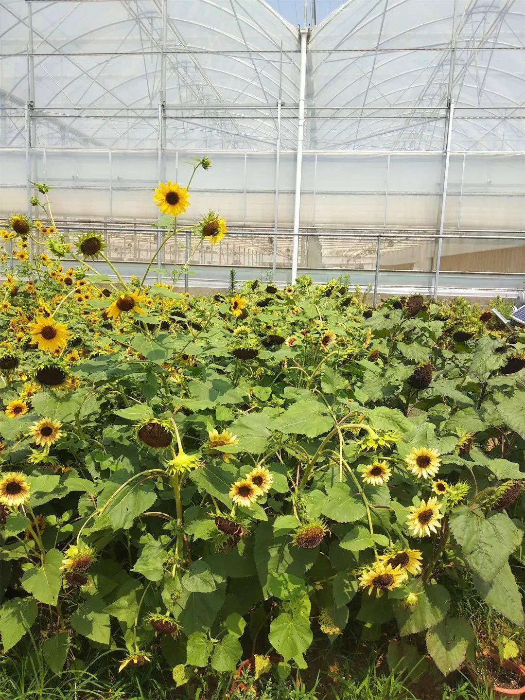 向日葵栽培(向日葵栽培技术要点)