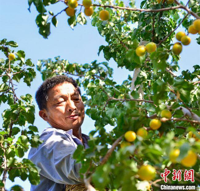 甘肃敦煌李广杏飘香上市 携丝路特产及旅游福利直播引客