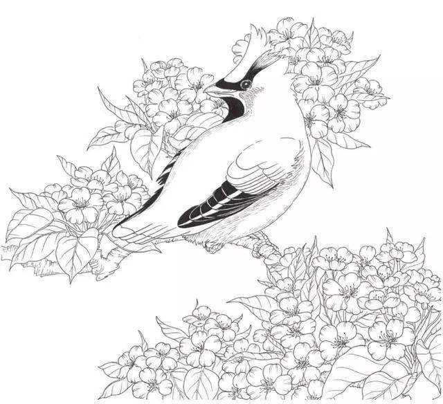 素材100种鸟类的线描稿