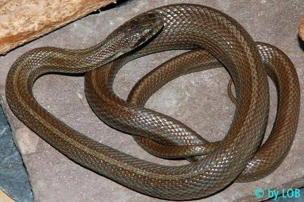 从零开始养白条锦蛇基础饲养指南