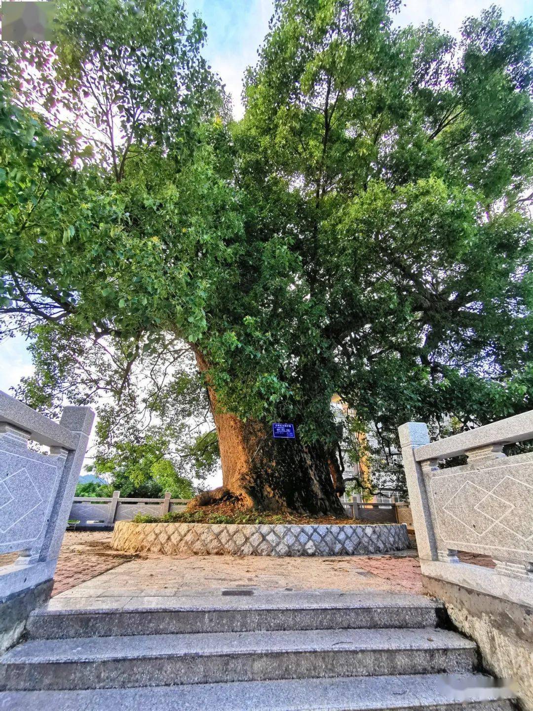 大田建设一棵近千年古树列入国家一级保护