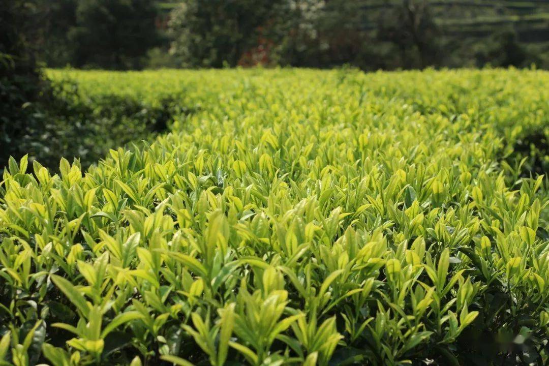 省里钦定连江这个避暑福地