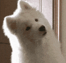 220_211gif 动态图 动图