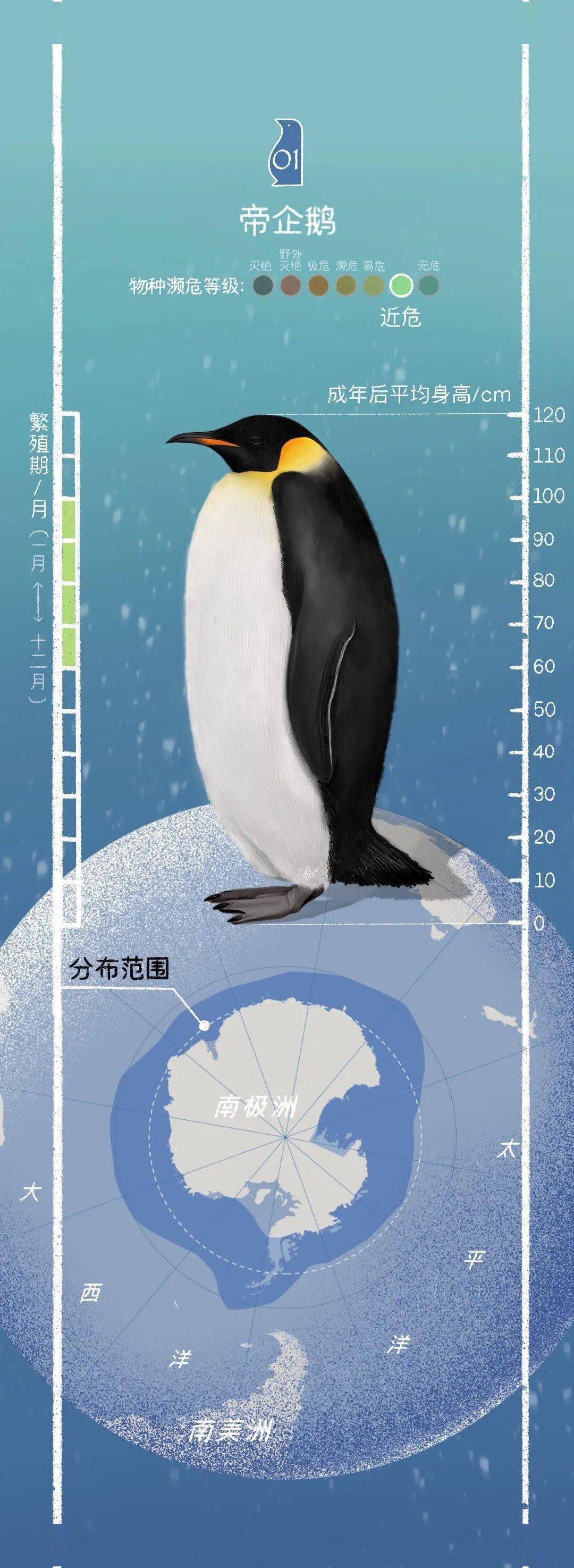 【转载】企鹅,鹅,鹅,鹅,鹅,鹅～_手机搜狐网