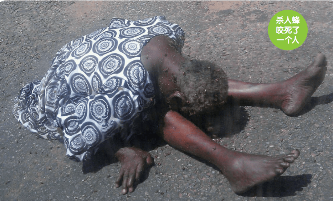魔鬼般的非洲杀人蜂是哪儿来的呢?