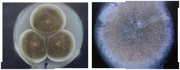 (6)构巢曲霉菌形紧密,呈绒毛状,羊毛状或两者兼有,颜色变化范围相当