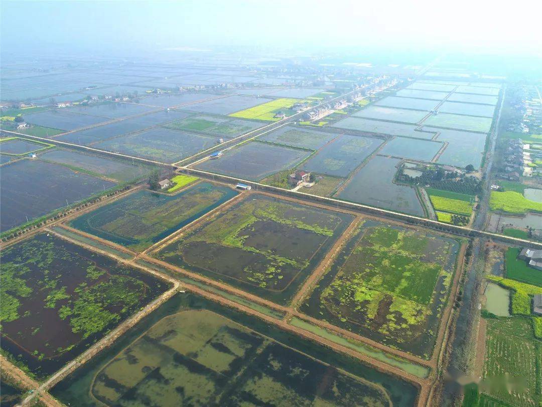 纸厂河镇桂花树村地处王家大湖中心地带,最低海拔33.