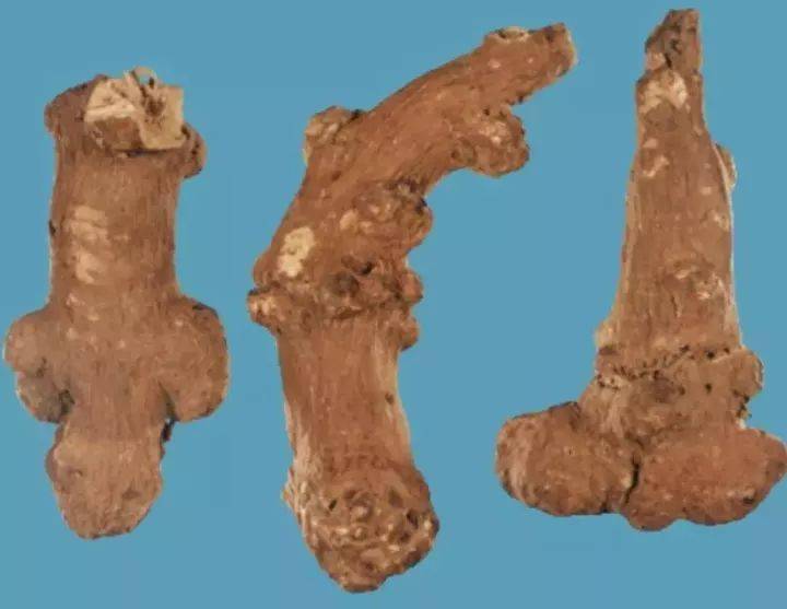 每日一味中药白术