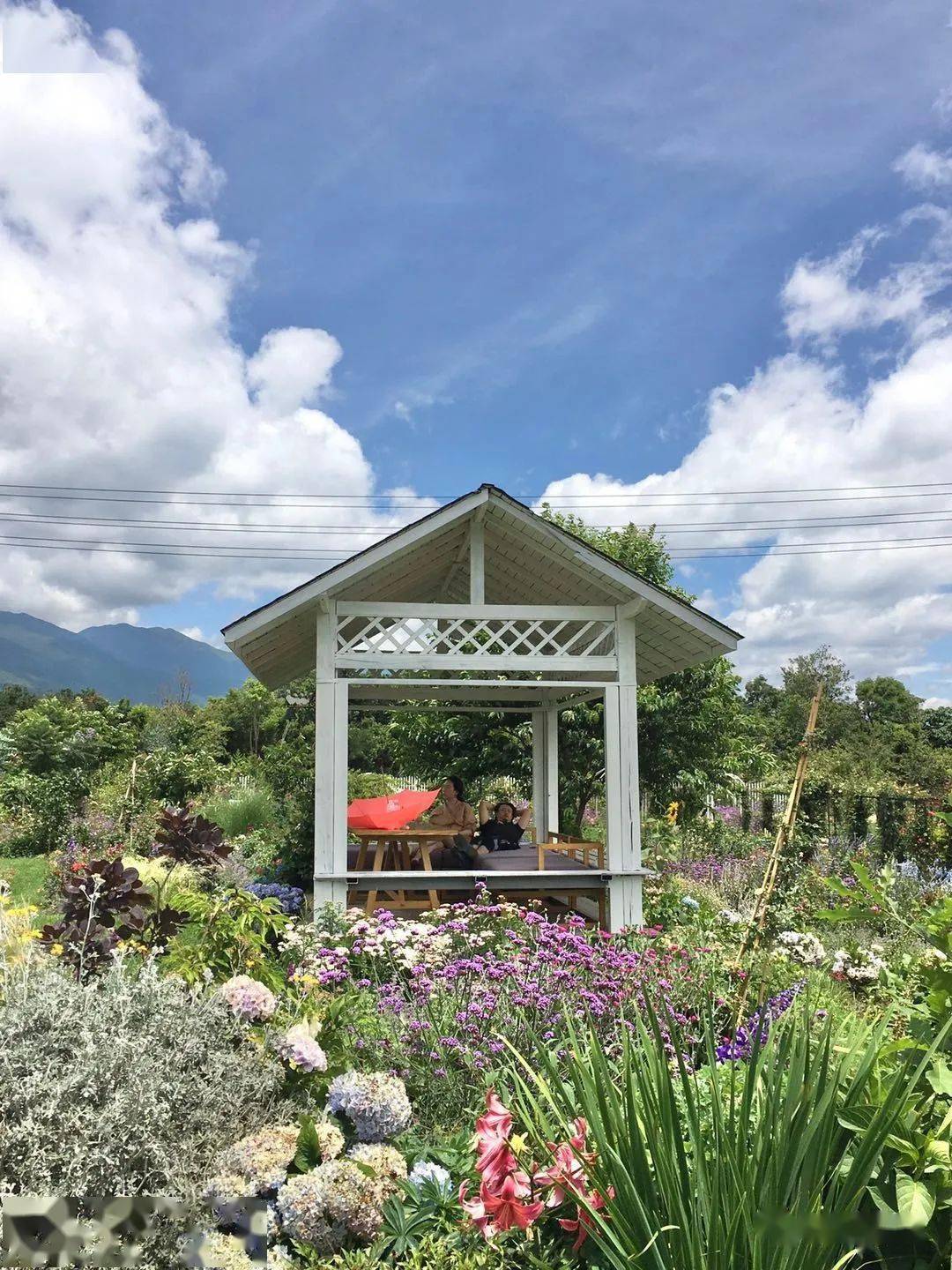 终于出现了一个这样的花园|躲在大理苍山下的猫米花园