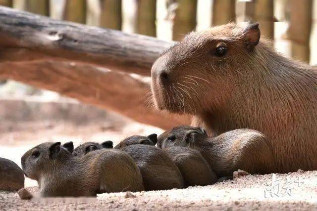 深圳野生动物园 珍禽名兽 萌态十足 在深圳野生动物园,胖嘟嘟的大熊猫