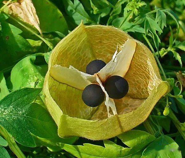 厨房花园解压植物哪家强倒地铃必须上墙