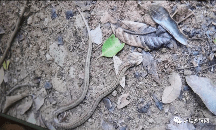 女子散步被蛇咬,6月,梅州市人民医院接诊40位蛇咬伤患者