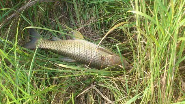高温水库钓大鱼渔获喜人却被晒成半截人