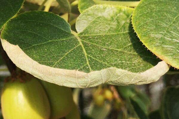 猕猴桃叶片边缘干枯内卷,还以为得了什么病害,仔细看原来是缺水