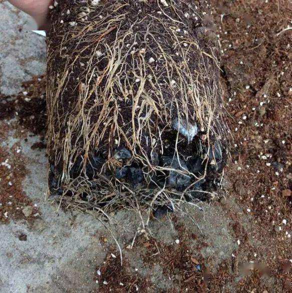 养花必备4种"渣渣土",土里撒一点,花草再也没烂过根_煤渣