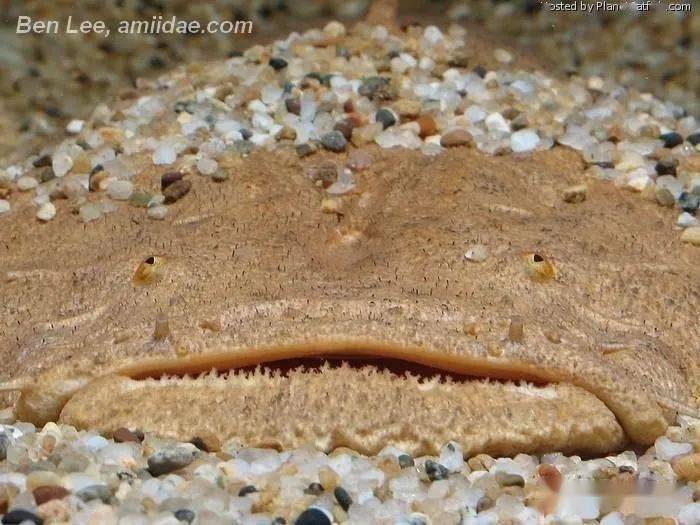 每天认识一种南美鱼79帝王鲸