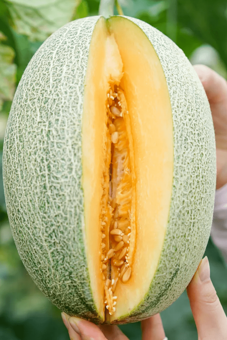 一口甜到心底为夏而生的兰考蜜瓜