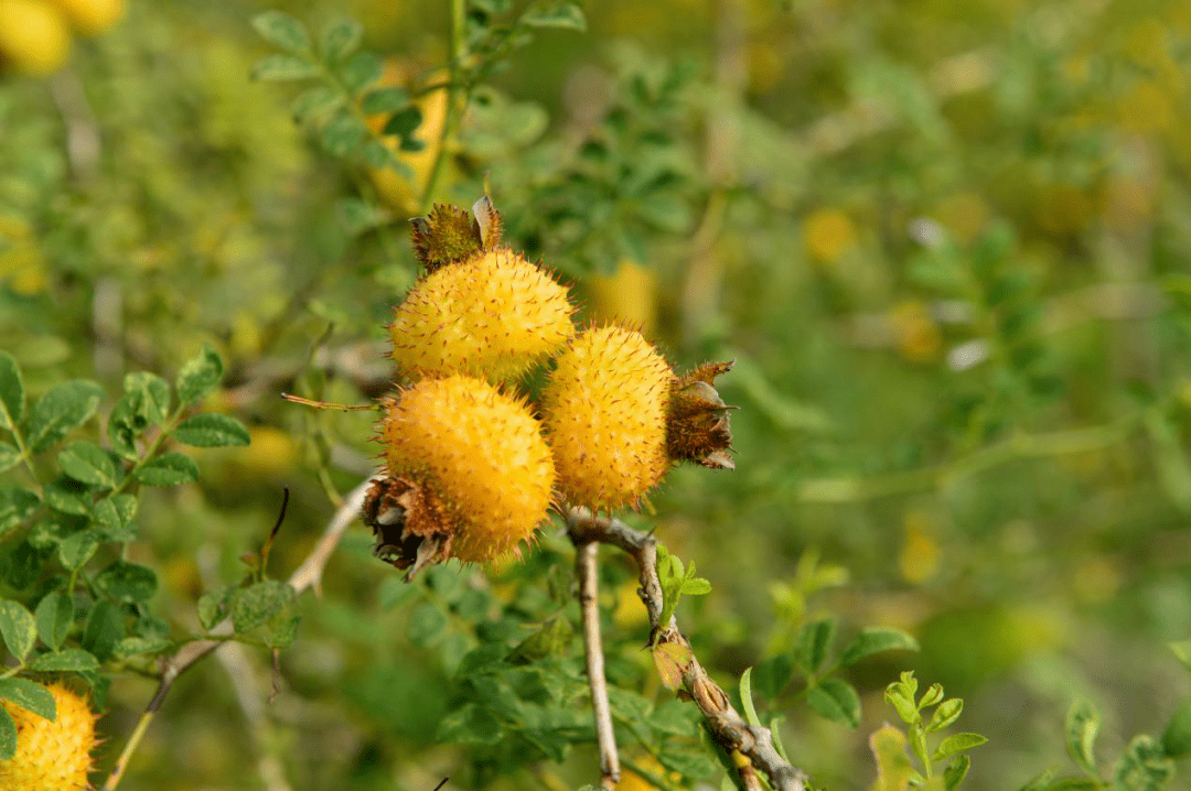 冲呀央媒聚焦乘风破浪的野果子贵州刺梨
