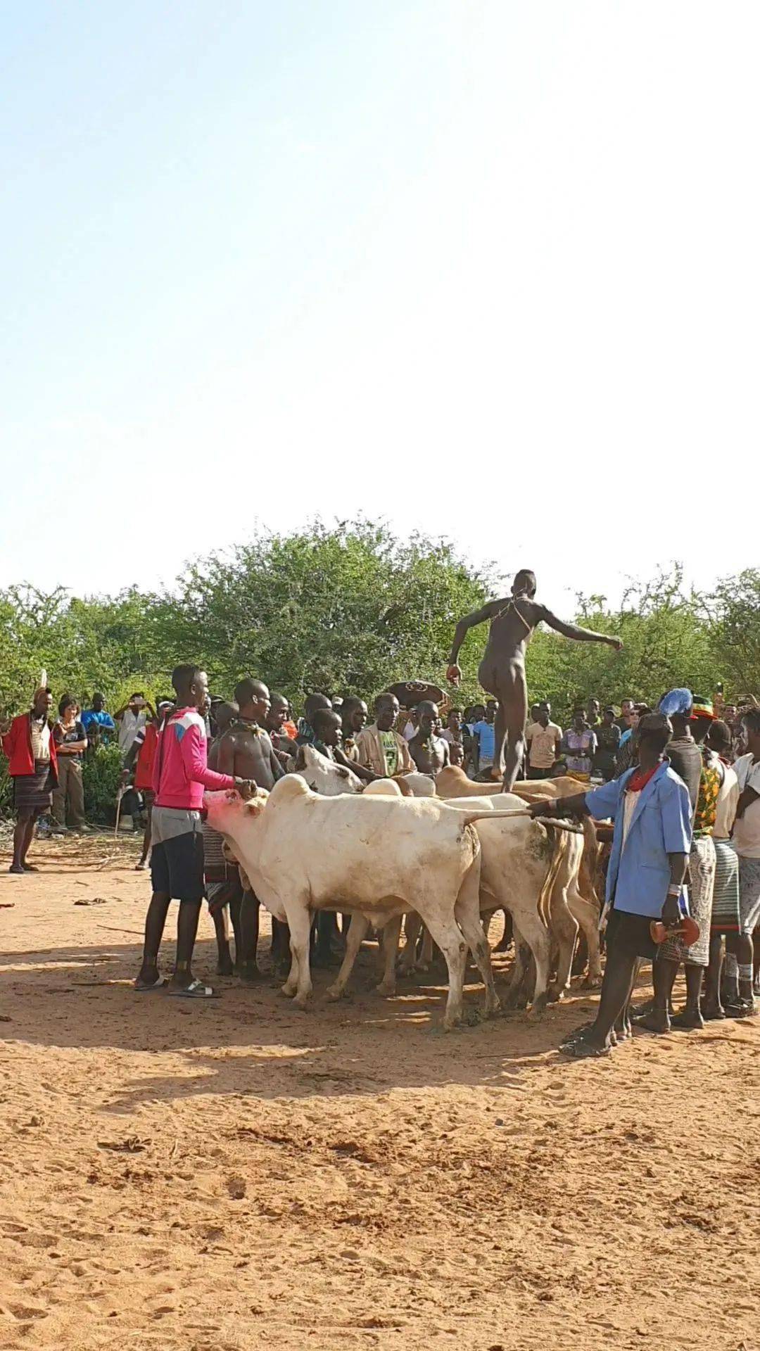 非洲跳牛节图片