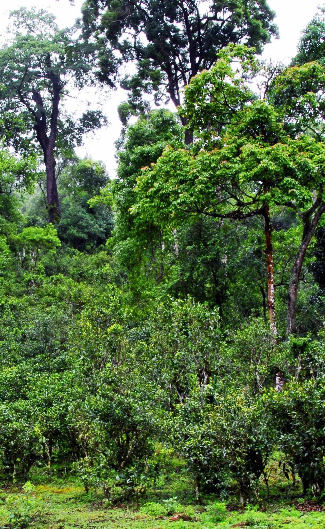 百山问茶丨"茶树自然博物馆"里走出的"王妃"