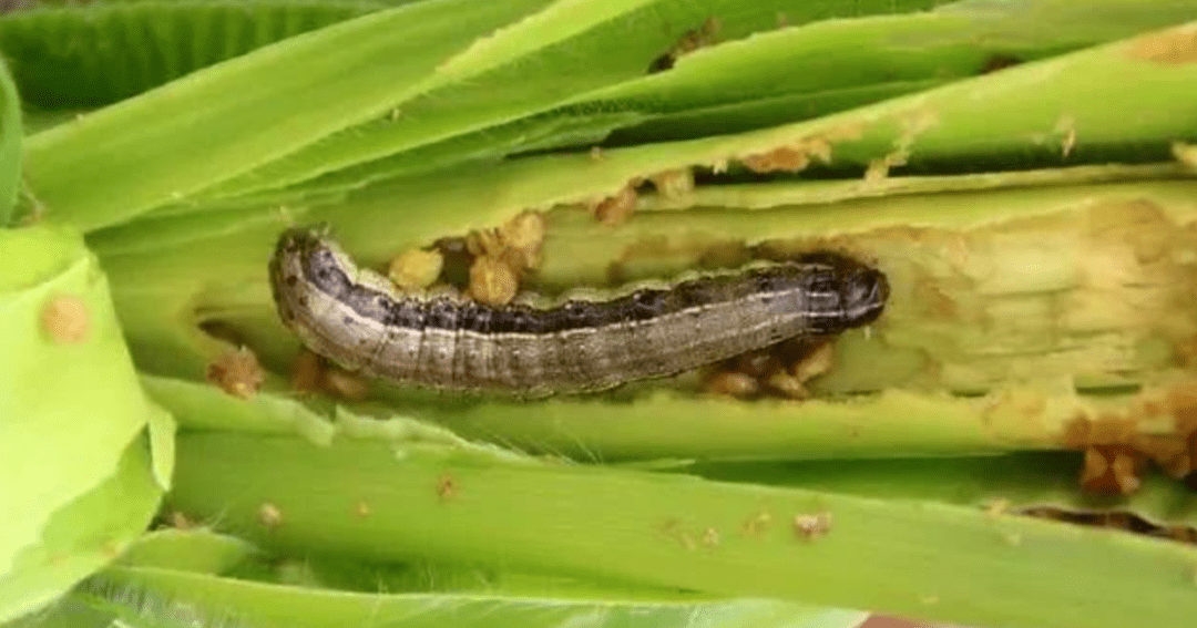 草地贪夜蛾来自美洲,可让东北玉米绝收!