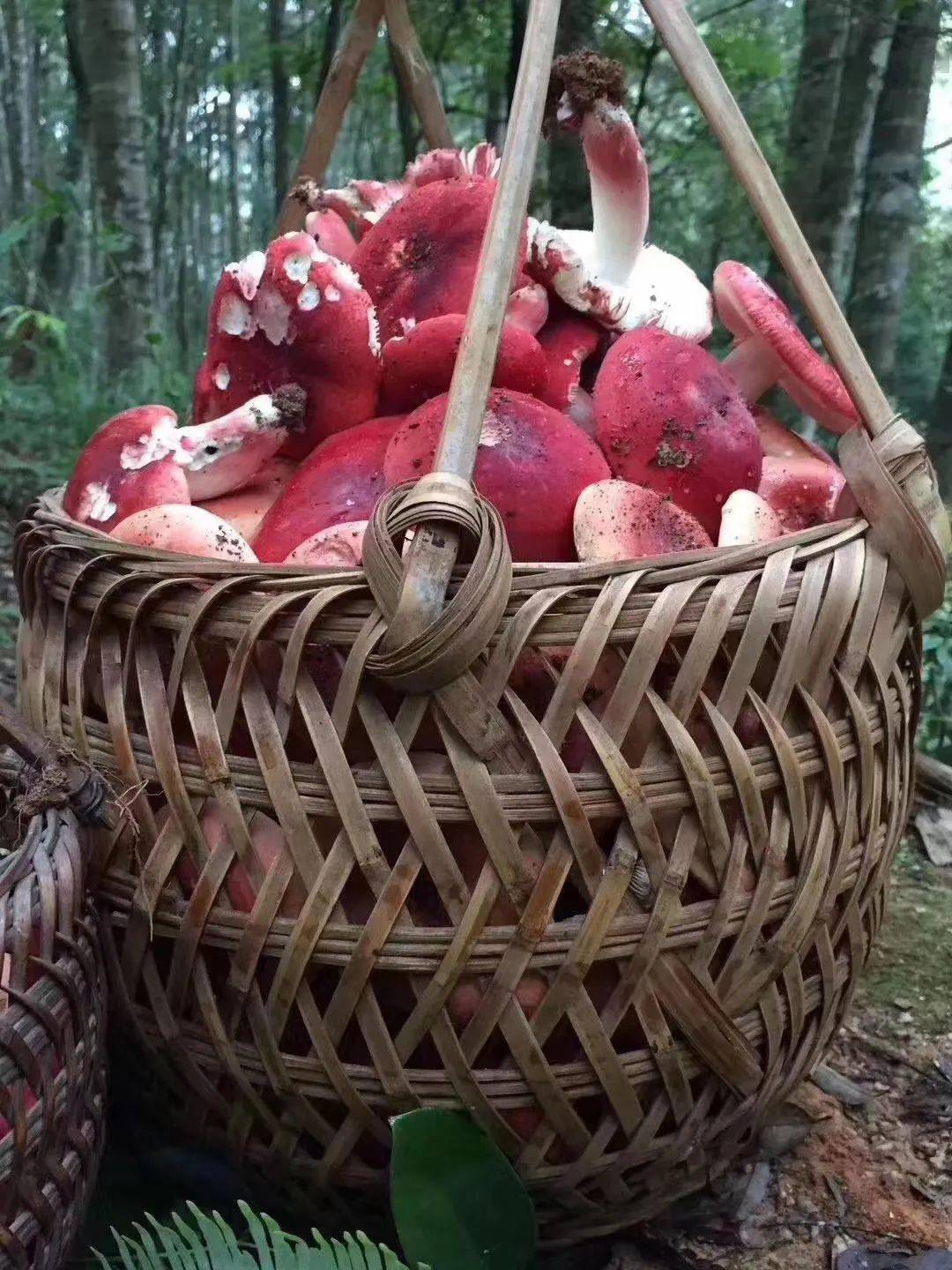  菇中之王 纯属野生的天然绿色食品产自我国南方红椎山林红菇别名