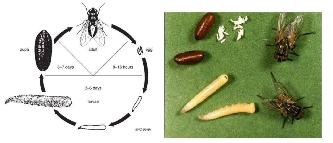 苍蝇的进化过程图片