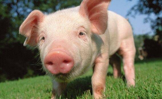 专家中国出现的猪流感不是新病毒尚未到人传人阶段