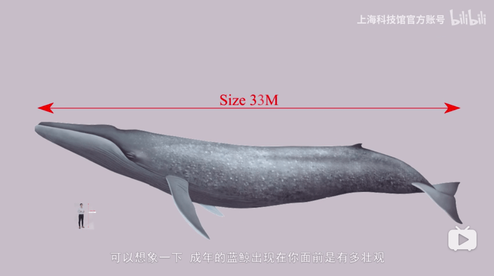 鲸鱼大小排名图片图片