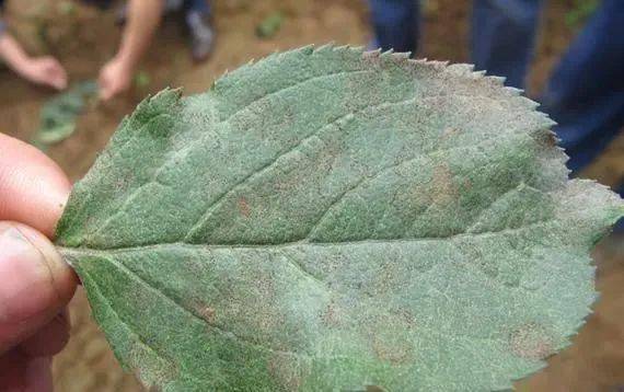 蝽蟓卵雹災過後的蘋果園圓斑根腐病的病葉(葉緣焦枯型)生理性黃葉病1