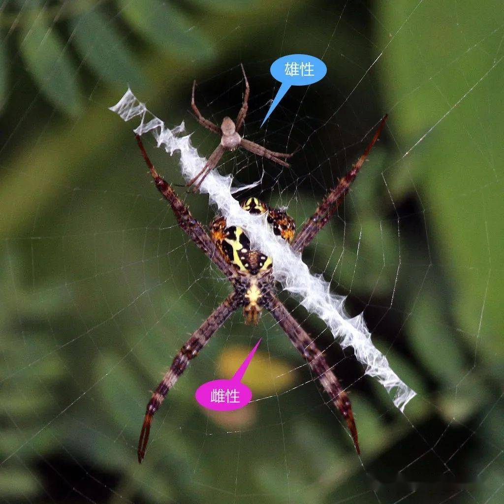 物种图册-好胜金蛛