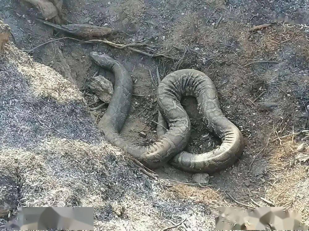 2020年6月4日上午,广西梧州市苍梧县旺甫镇一小学发生砍人事件,多名