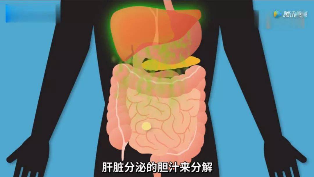 脂肪消化的过程要比碳水慢得多,而且脂肪的消化不会引起胰岛素的强烈