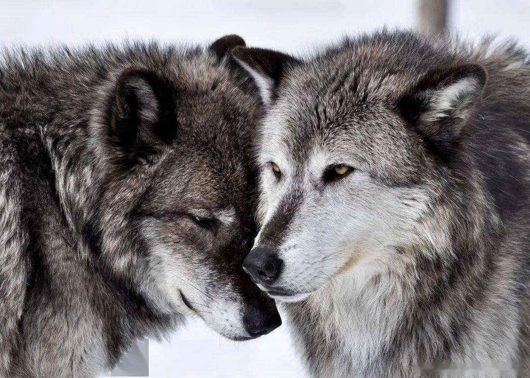 03@northamericanwolfdog灰狼django(公)和白狼neeka(母)一个冷峻妖孽