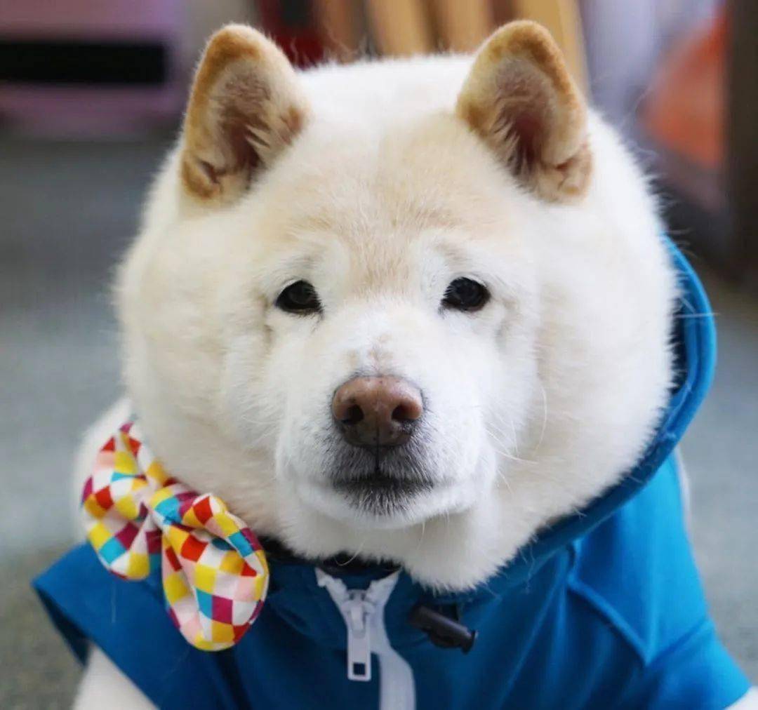 这个大圆脸也是超可爱了!