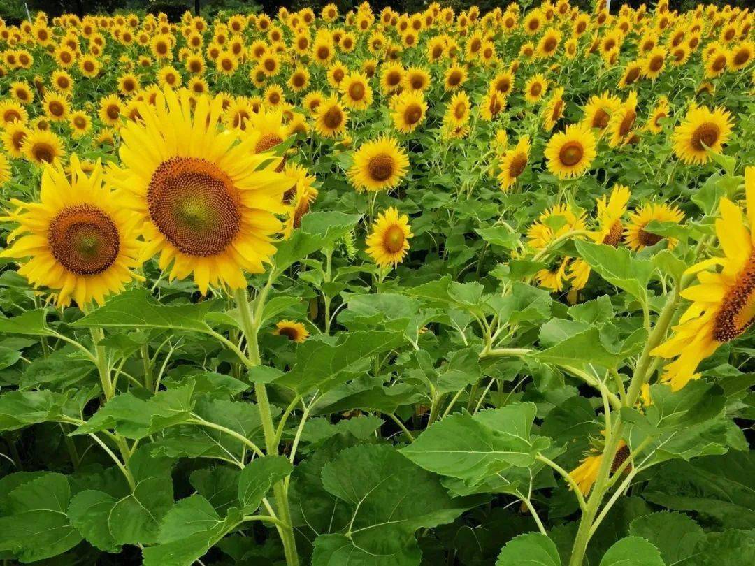 打卡新圣地丨一起追逐太阳葵花向日倾