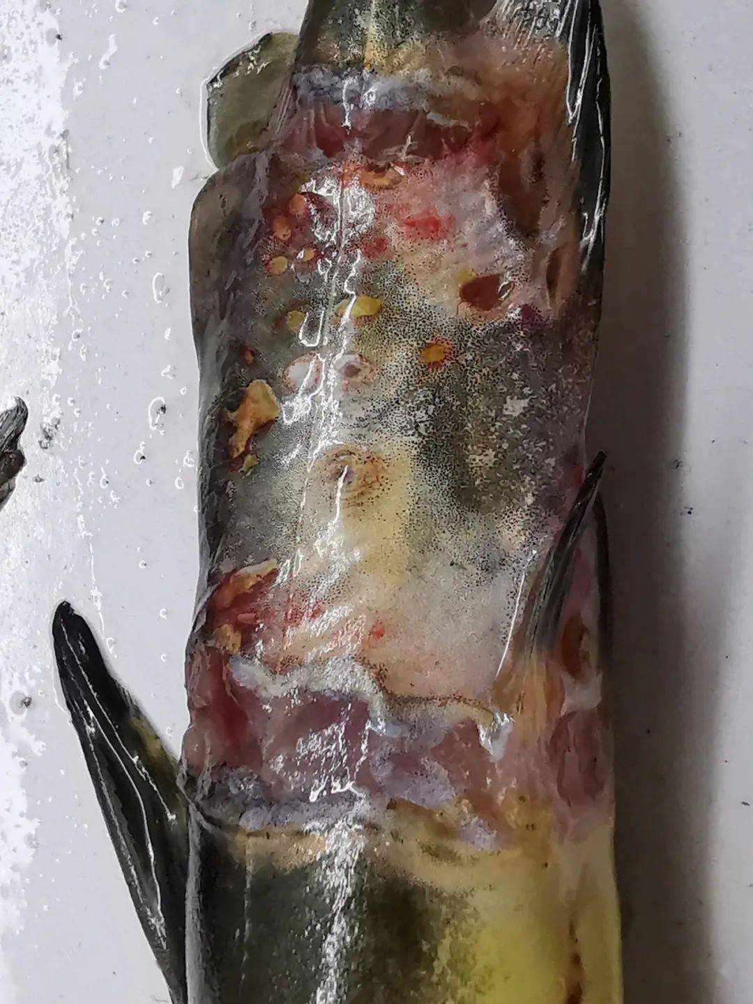 今年初爆发的黄颡鱼烂身,引发了大量死鱼,给广大养殖户带来了重创,从