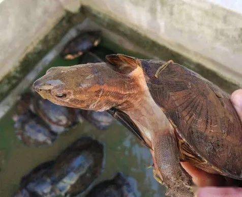 水龜和半水龜哪個才更適合自己飼養呢